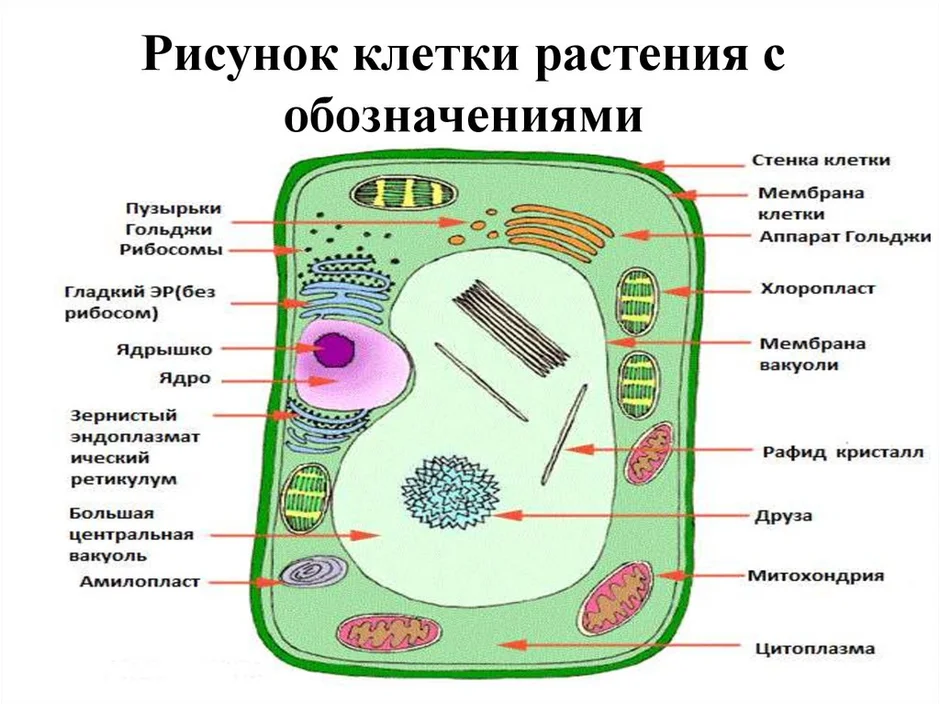 Строение клетки растения 5 класс биология рисунок