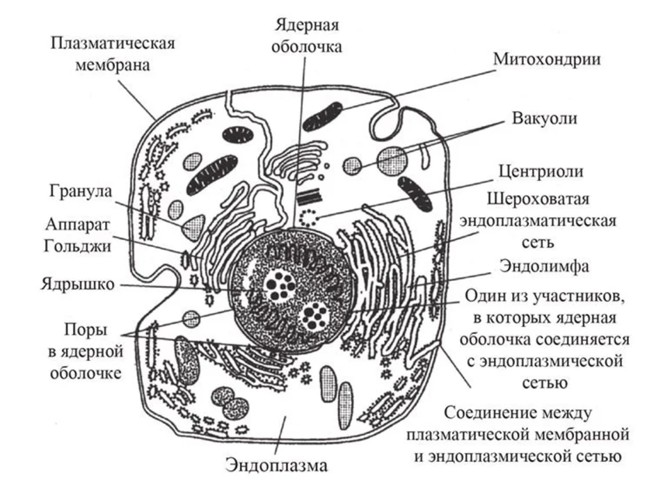 Клетка рисунок по биологии с обозначениями