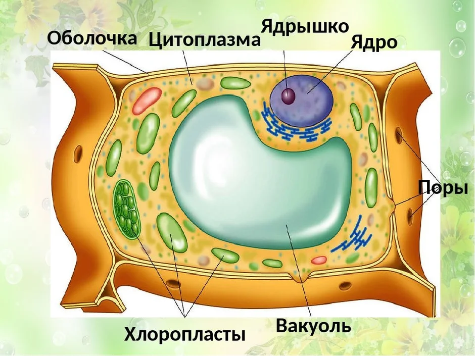 Строение клетки 6 класс биология рисунок с подписями