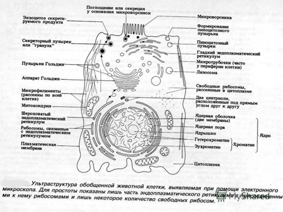 Строение клетки растения рисунок с подписями