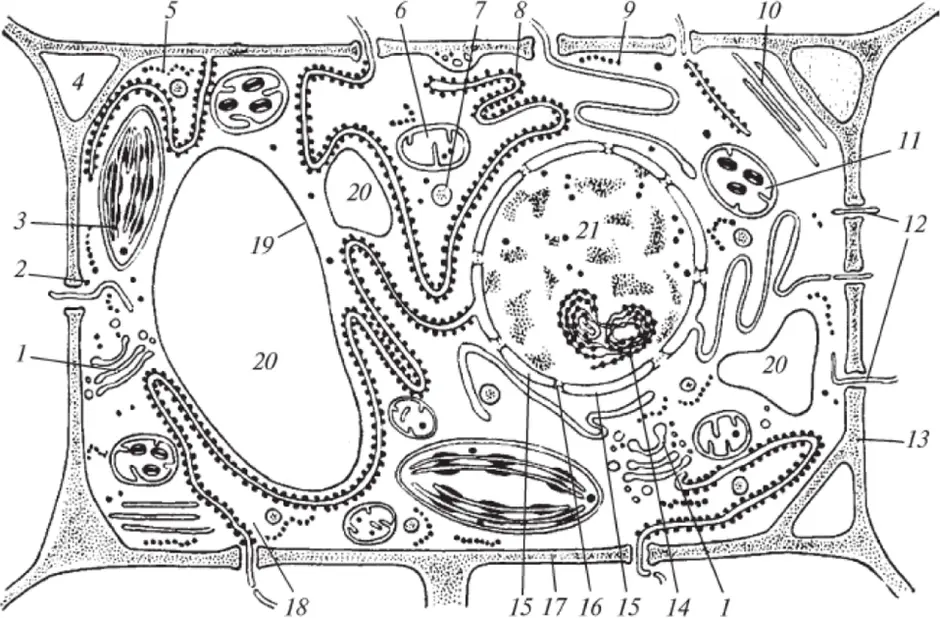 Растительная клетка строение рисунок без подписей