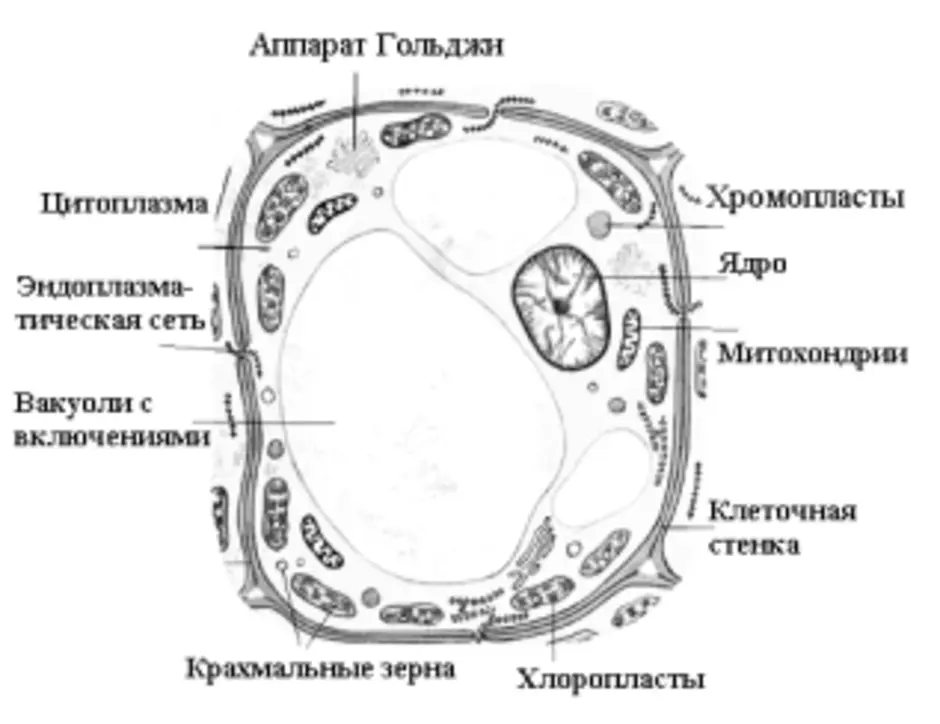 Растительная клетка строение рисунок без подписей