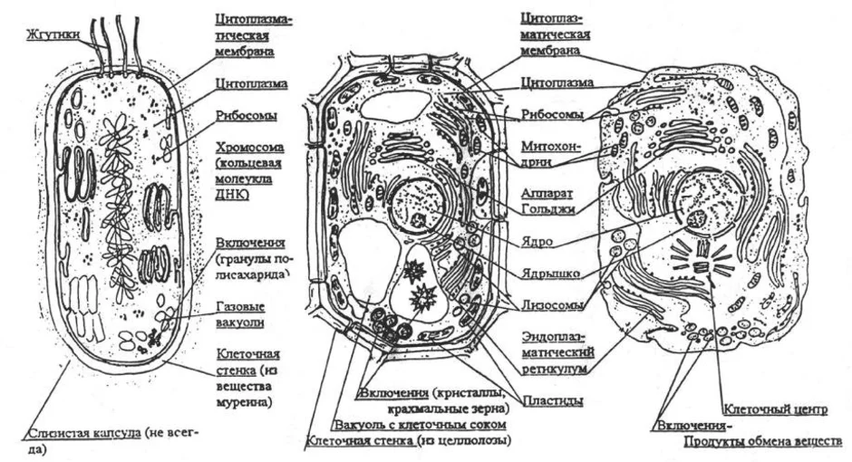 Клетка растения егэ рисунок