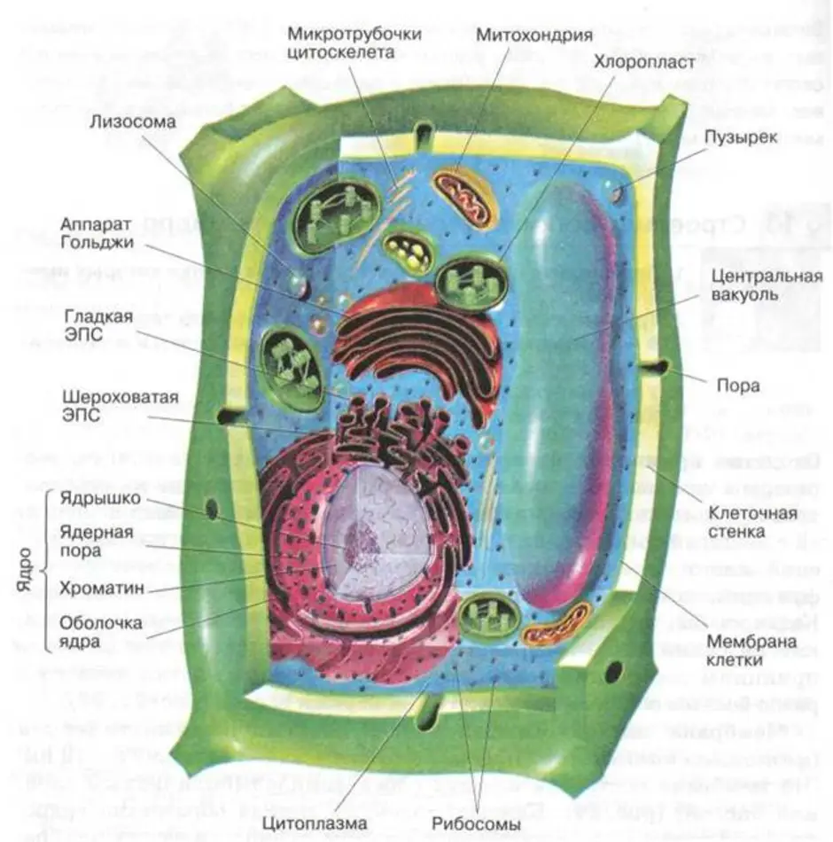 Растительная живая клетка рисунок. Растительная клетка рисунок ЕГЭ. Рисунок растительной клетки с обозначениями. Строение растительной клетки фото. Строение растительной клетки ЕГЭ.