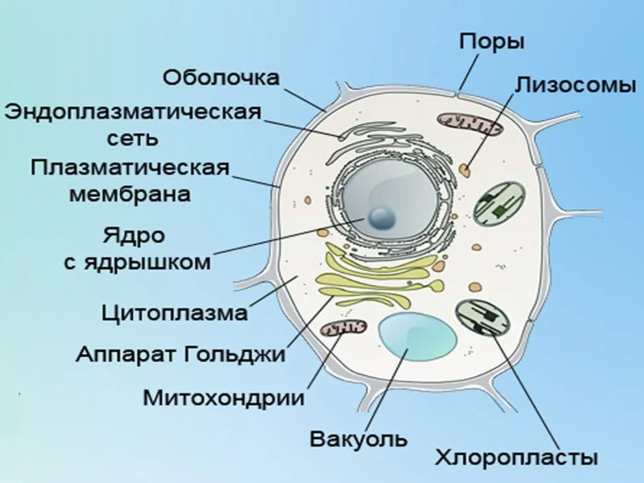 Живая клетка рисунок 5 класс