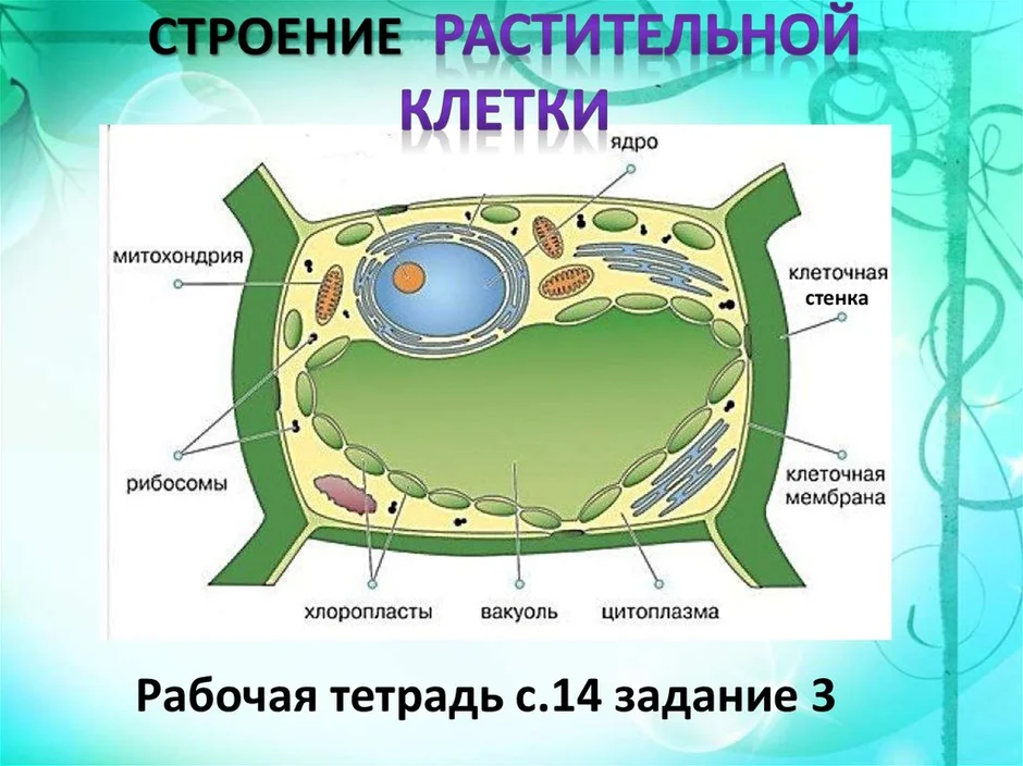 Общий план строения клетки человека