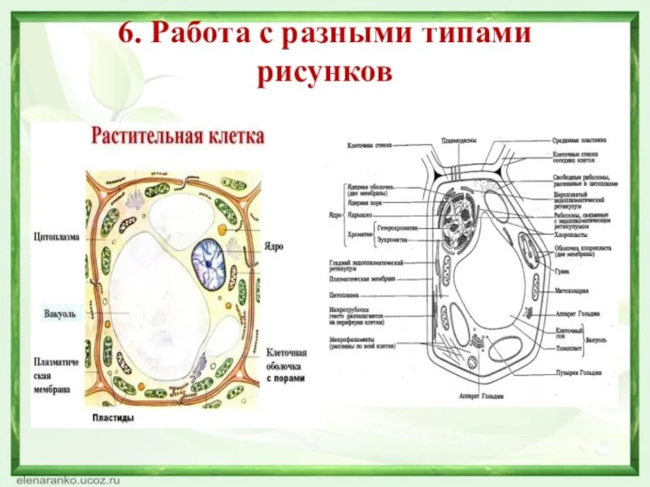 Клетка растения егэ рисунок