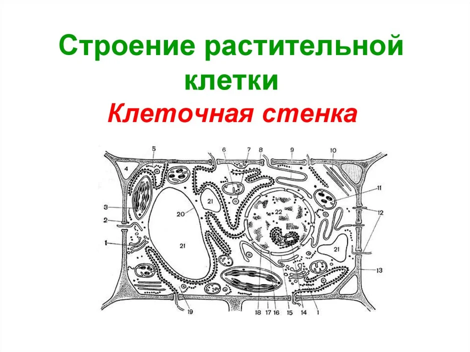 Клетка растения егэ рисунок