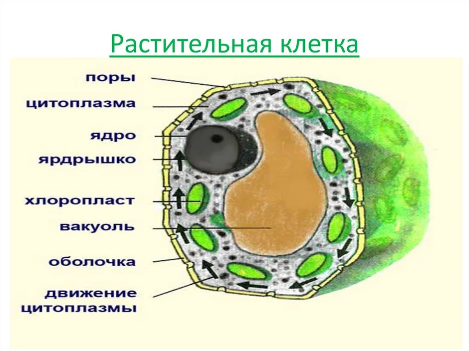 Рисунок растительной клетки структура клетки