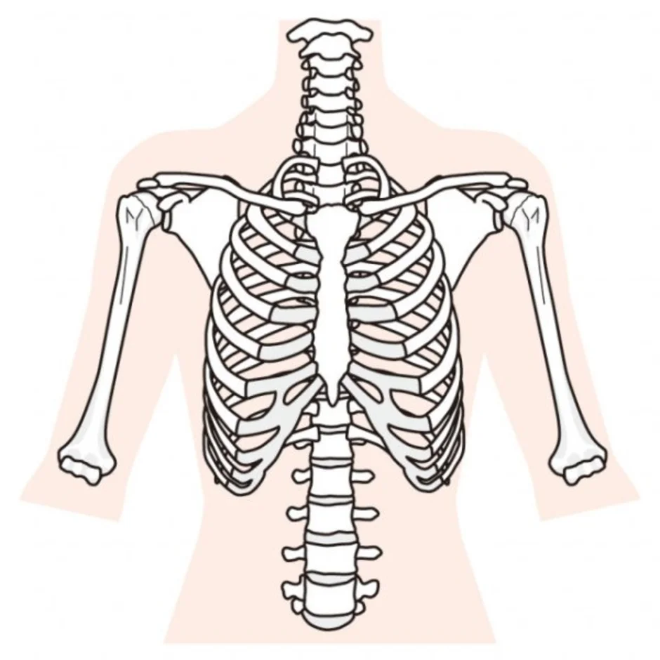 Лопатка кость человека на скелете. Ребра человека. Ключица скелет. Скелет человека ребра. Скелет грудной клетки.