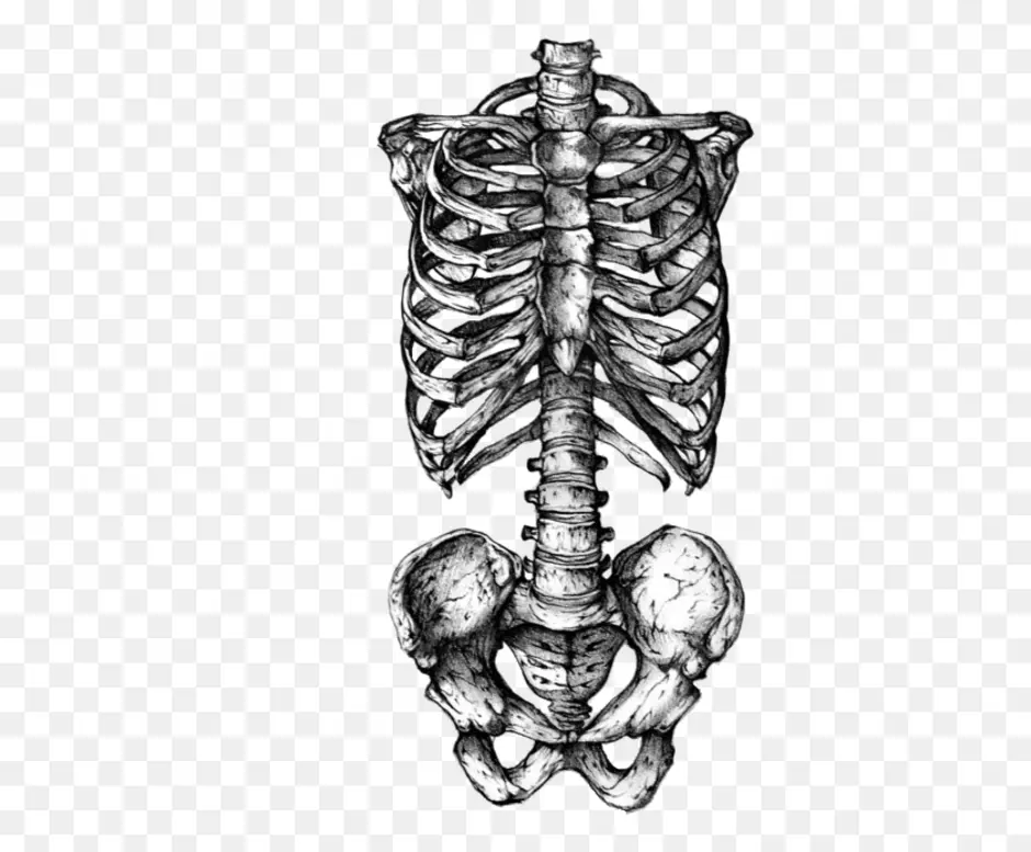 Скелет человека спина. Грудная клетка позвоночник анатомия скелет. Скелет ребра. Скелет со спины. Позвоночник и ребра.