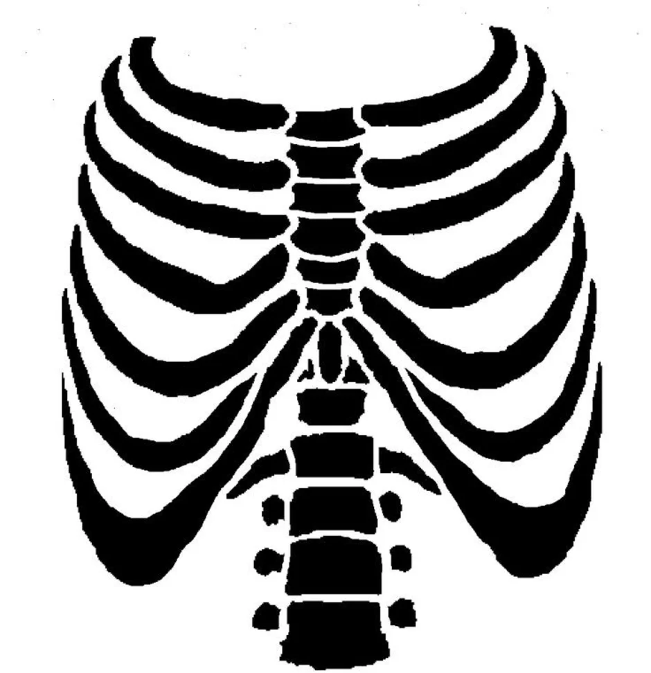 Ребра человека рисунок