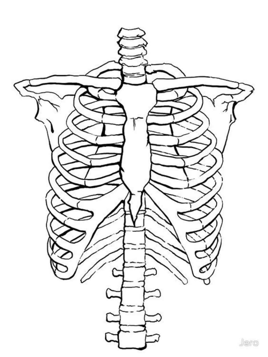 Грудная клетка скелет рисунок