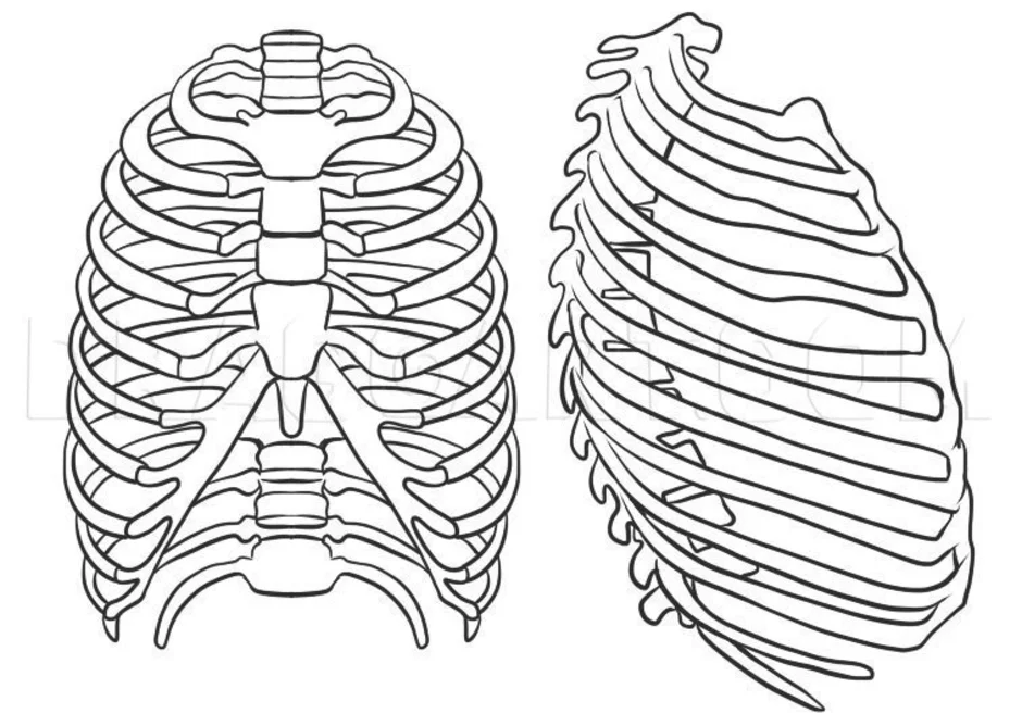 Легкие между ребер. Анатомия скелет грудной клетки ребра Грудина. Грудная клетка вид сбоку анатомия. Строение грудной клетки спереди. Грудная клетка анатомия 10 ребро.
