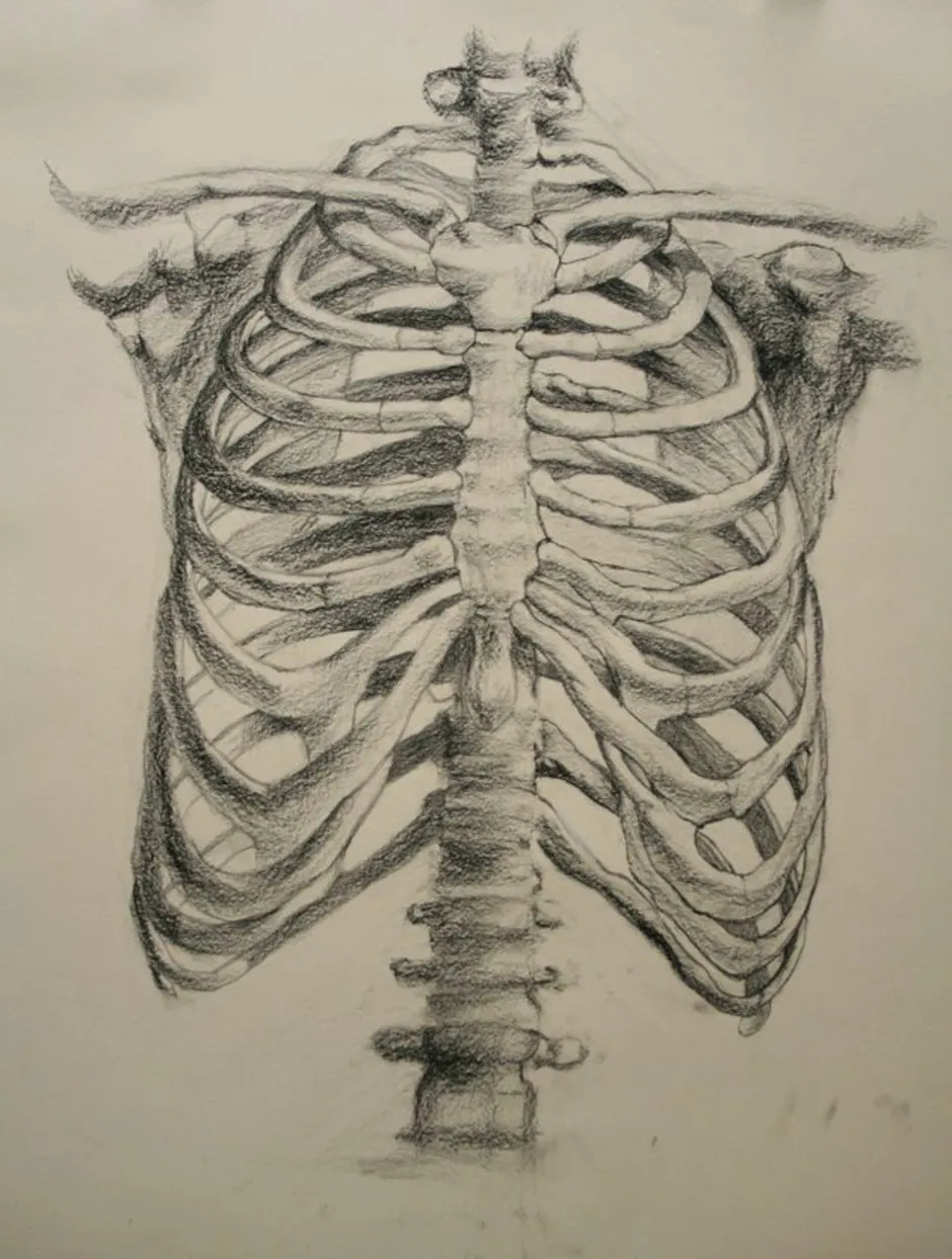 Скелет ребра человека рисунок