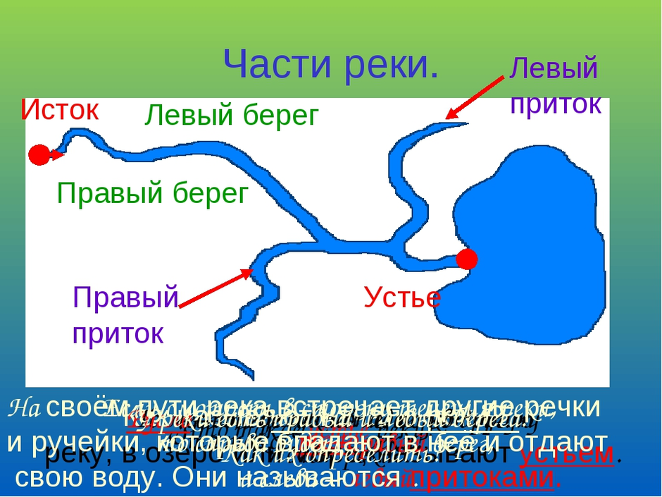 Какими цифрами на рисунке обозначены исток реки устье реки правый приток левый приток