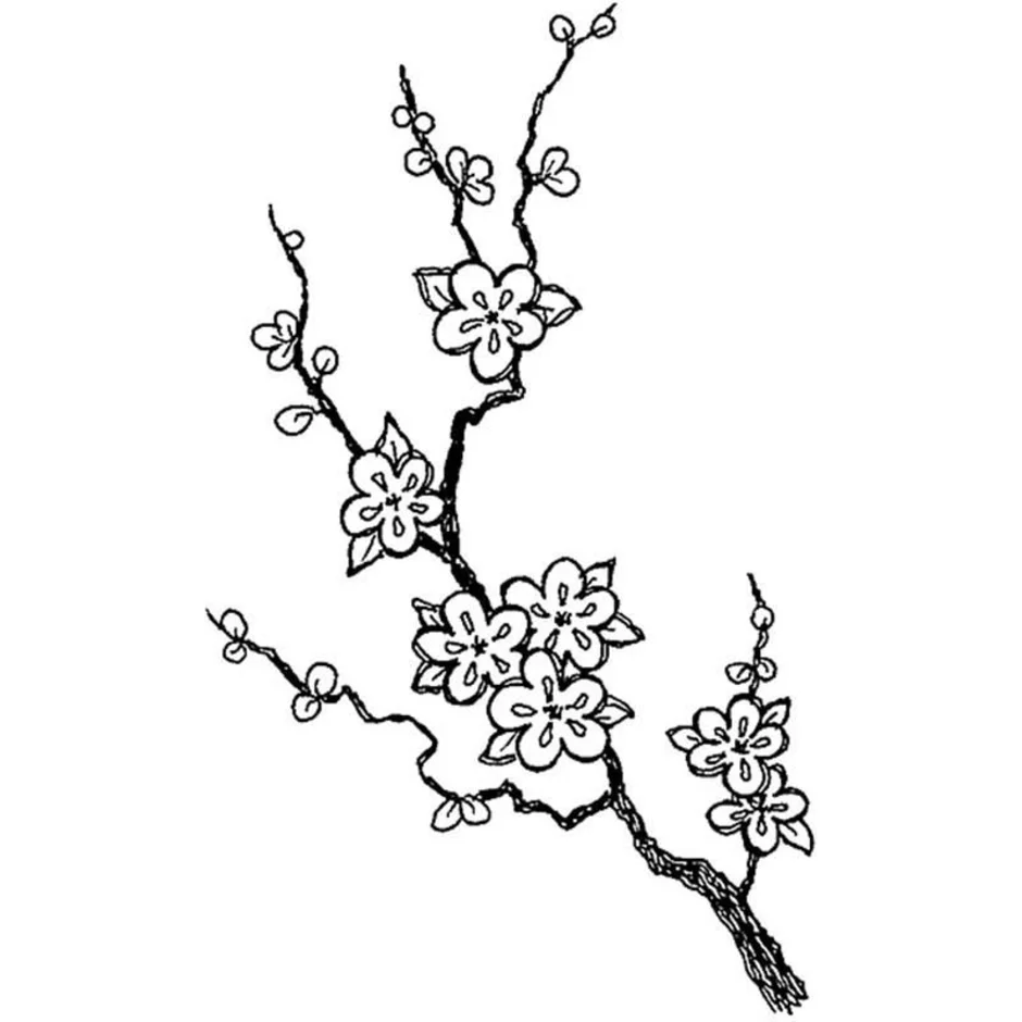 Цветущая сакура рисунок карандашом