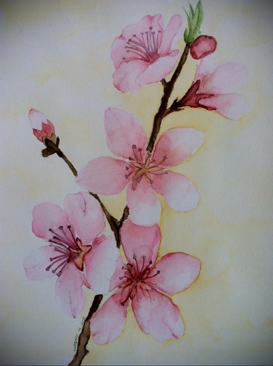 Сакура цветет нарисовать. Сакура акрилом. Sakura Aquarel. Сакура для срисовки. Дерево Сакуры акрилом.