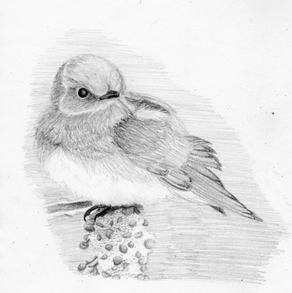Рисунок птиц карандашом легкие. Птичка зарисовка. Птичка рисунок карандашом. Нарисовать птицу карандашом. Красивые рисунки птиц карандашом.