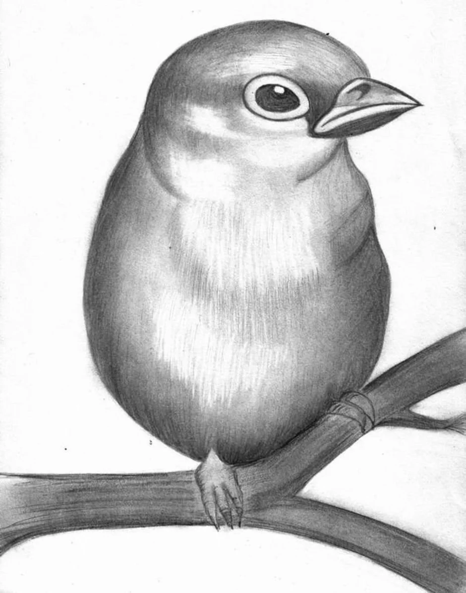 Рисунок птиц карандашом легкие. Рисунки птичек для срисовки. Птица карандашом. Рисунок птицы карандашом для срисовки. Птичка рисунок карандашом.