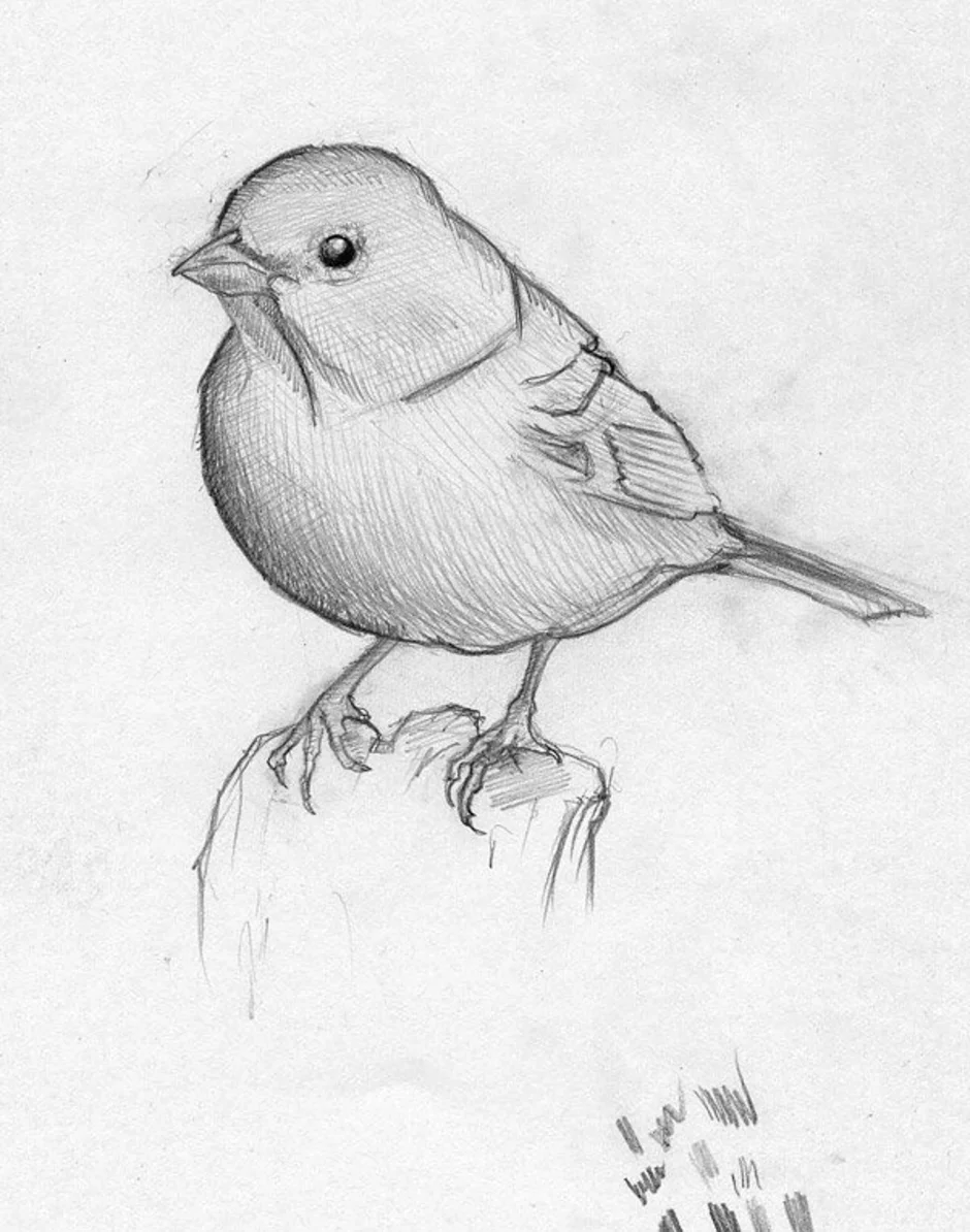Наброски птиц карандашом