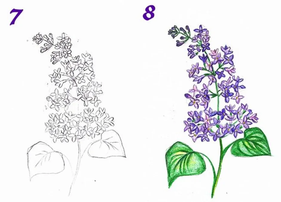 Куст сирени нарисовать легко