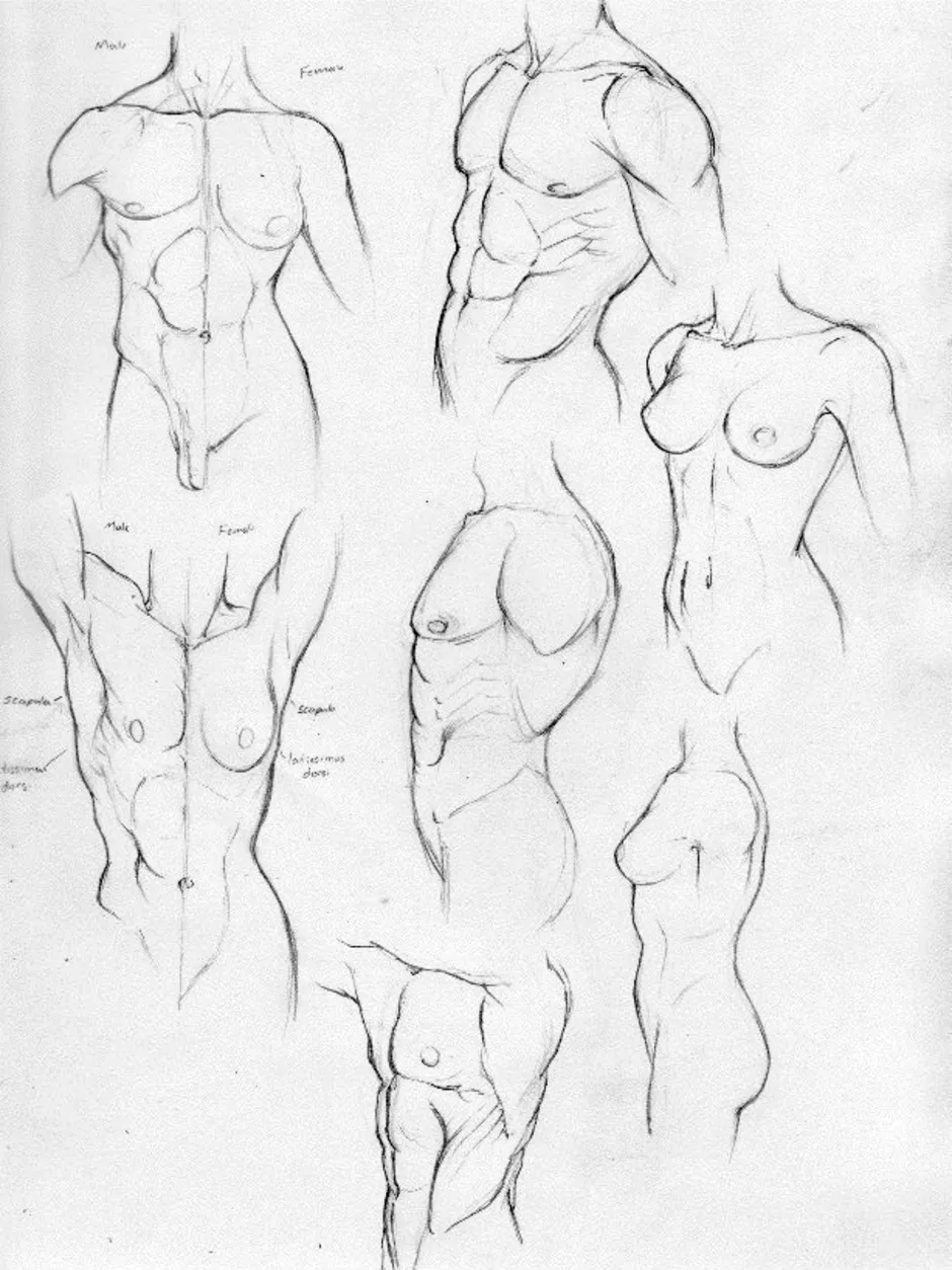 как нарисовать грудь женщин фото 86