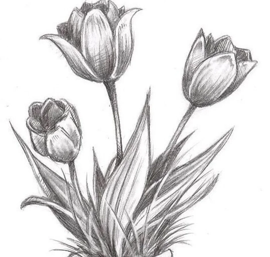 Нарисовать рисунок тюльпаны. Зарисовки цветов. Тюльпаны карандашом. Тюльпаны рисунок карандашом. Рисунки карадашомцветы.