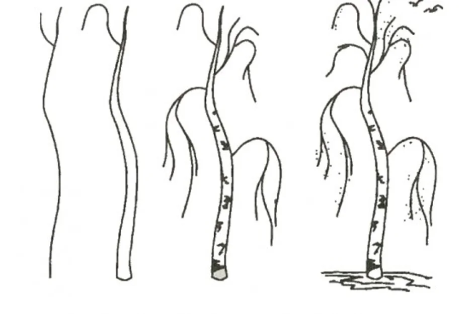 Нарисовать березу поэтапно
