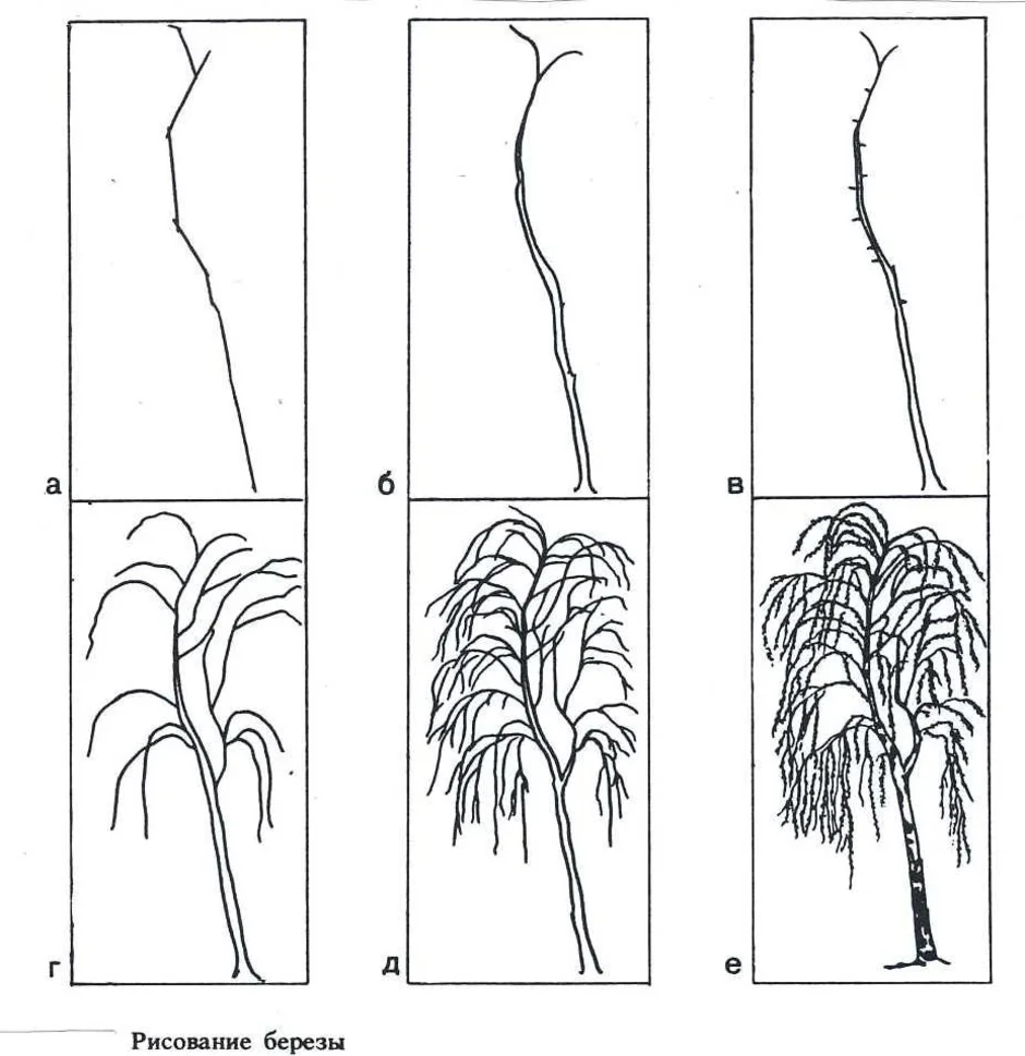 1 класс рисуем березу