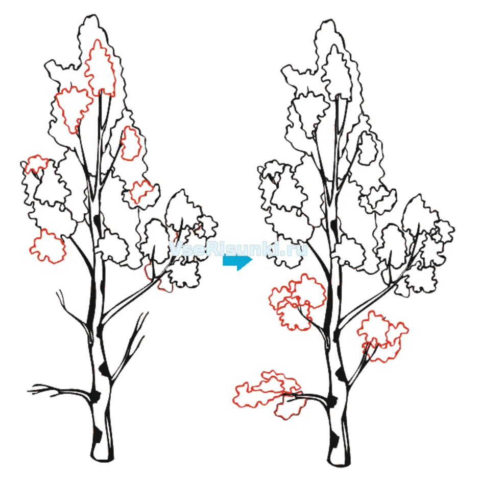 Как нарисовать березку пошагово
