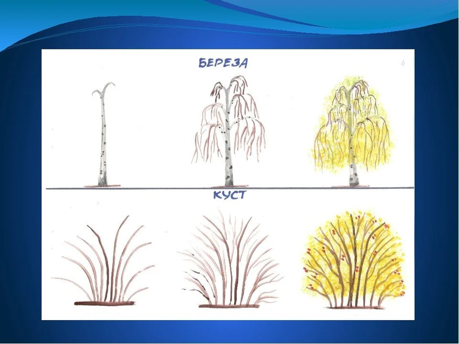 Как нарисовать дерево березу