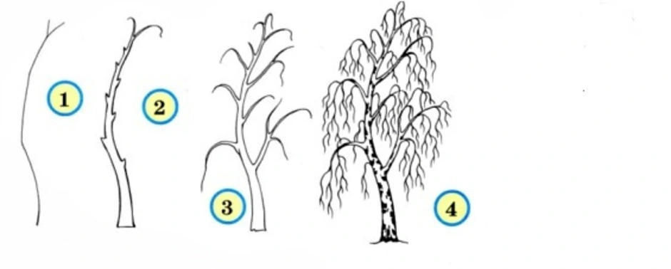 Как рисовать березу карандашом