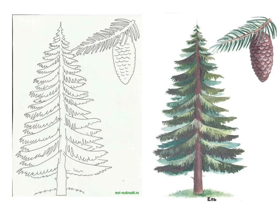 Как рисовать ель карандашом
