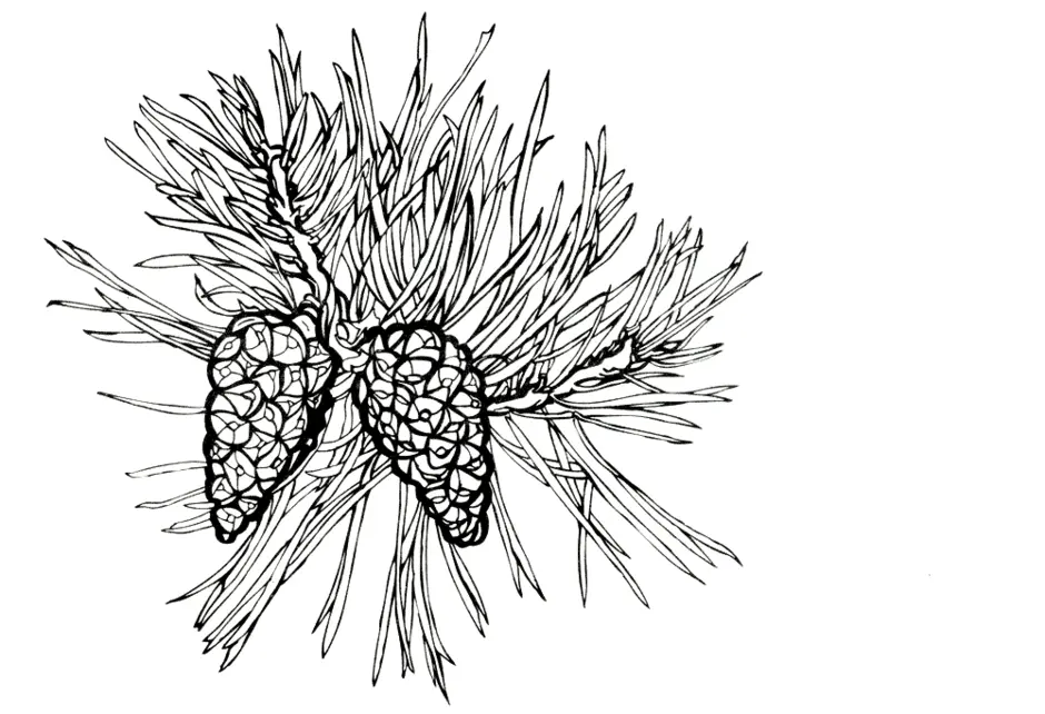 Рисунок ветка сосны с шишками рисунок