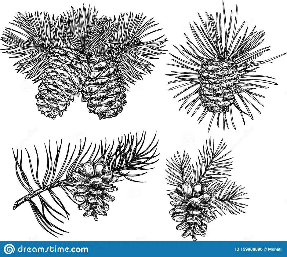 Рисунок ветка сосны с шишками рисунок