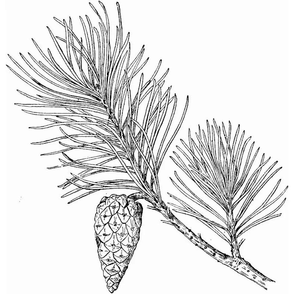 Ветка сосны рисунок. Хвойные Голосеменные сосна обыкновенная. Рис хвоинок сосны. Голосеменные растения побег сосны. Сосна обыкновенная хвоинки 4 класс.