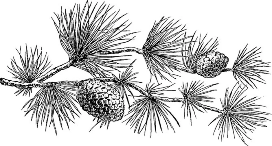 Рисунок ветка сосны с шишками рисунок