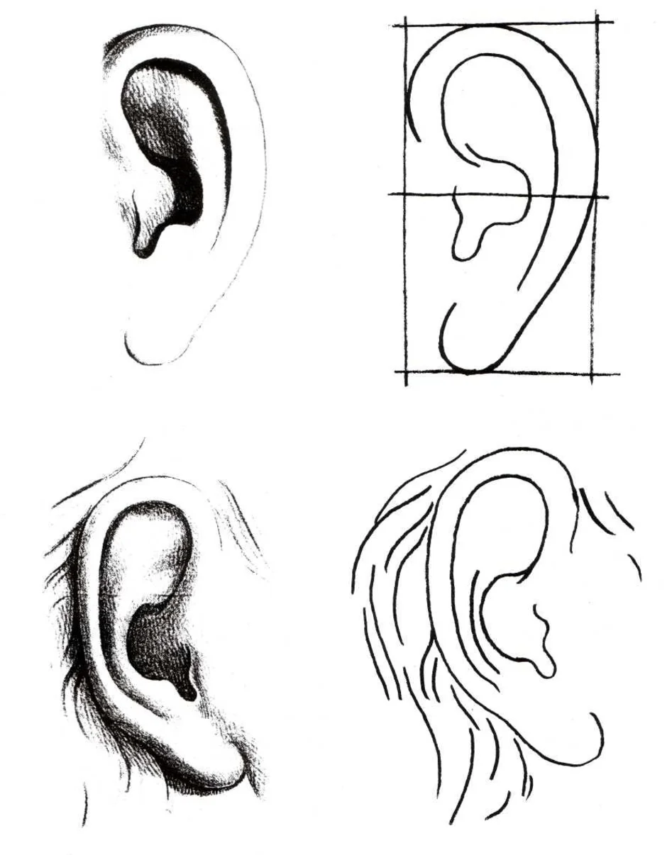 Как нарисовать ухо человека карандашом