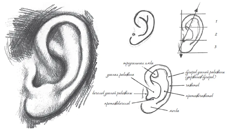 Ухо рисовать карандашом