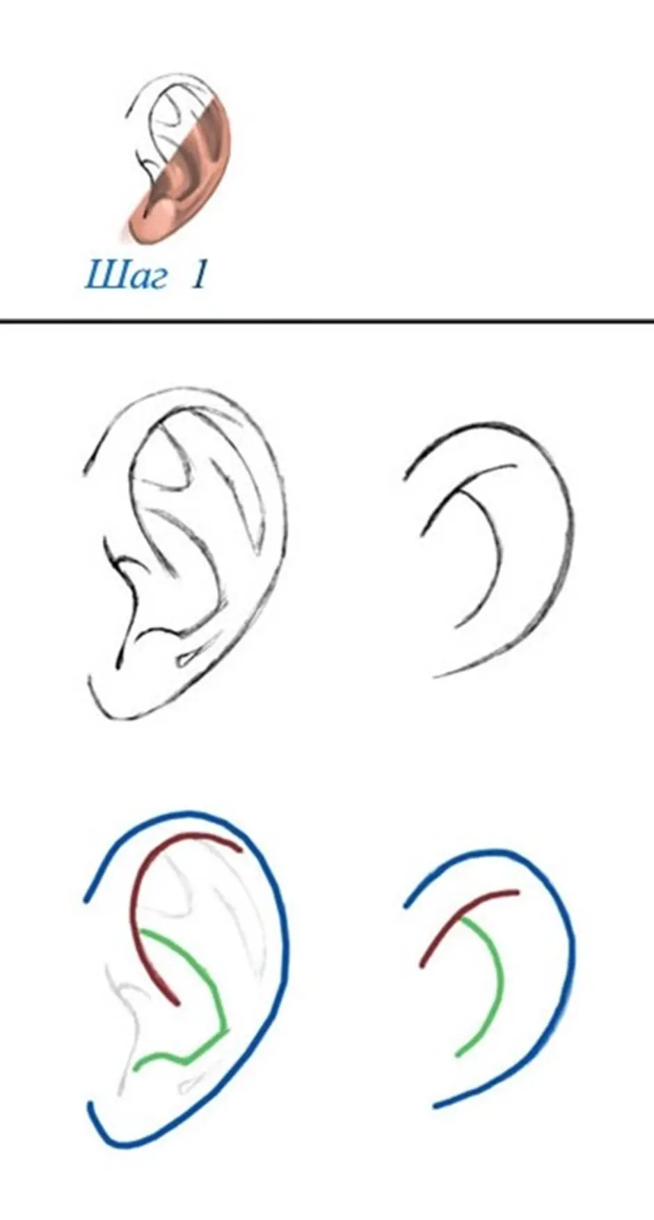 Уха пошагово. Поэтапное рисование уха. Уши для рисования. Ухо схема рисования. Поэтапные зарисовки ухо.