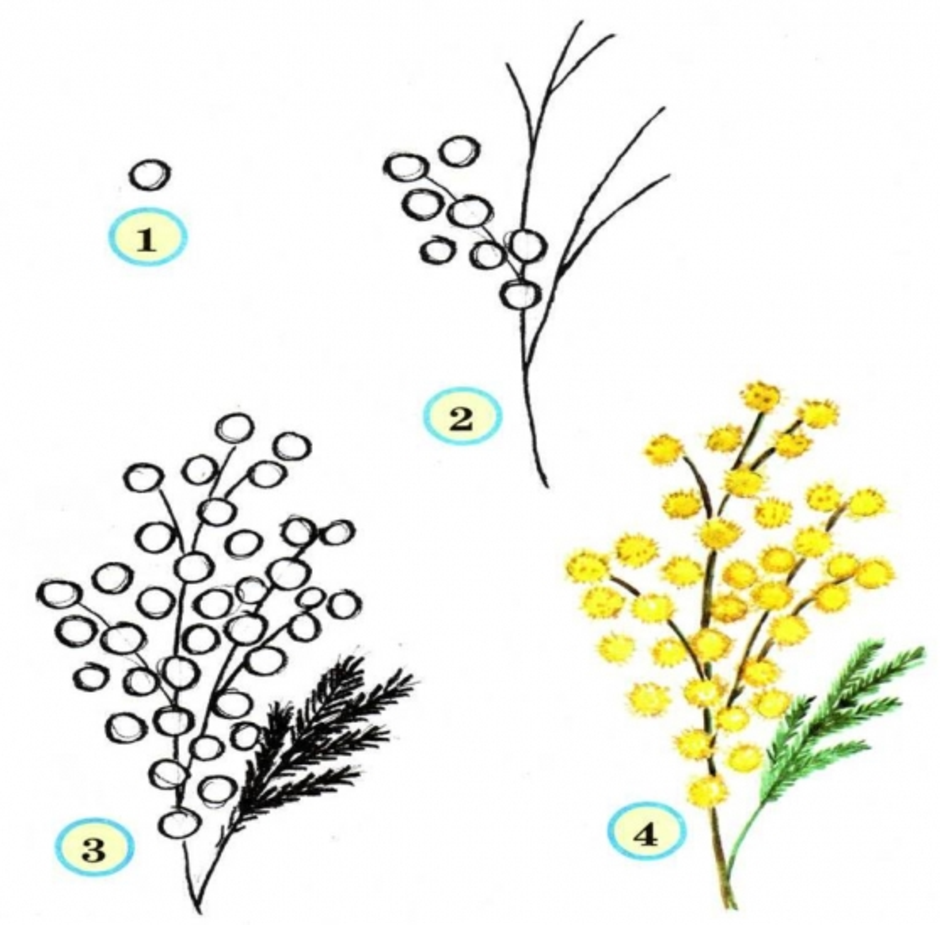 Мимоза цветок рисунок для детей