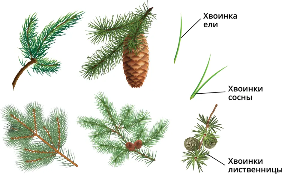 Ветка сосны с шишками рисунок с подписями