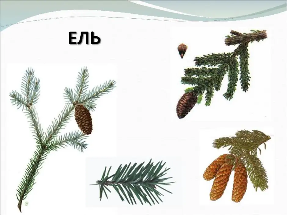 Деревья хвоинки. Ель шишки и хвоинки окружающий мир. Хвоинки ели сосны лиственницы. Сосна шишки и хвоинки. Окружающий мир 1 класс школа России что такое хвоинки.