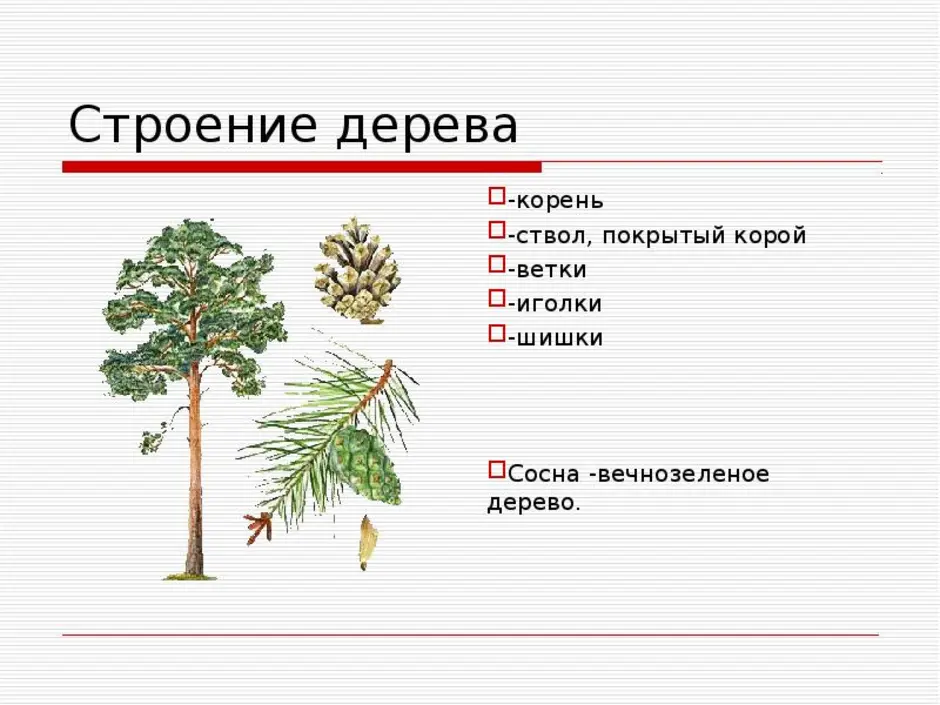 Практическая работа изучение внешнего строения веток хвои