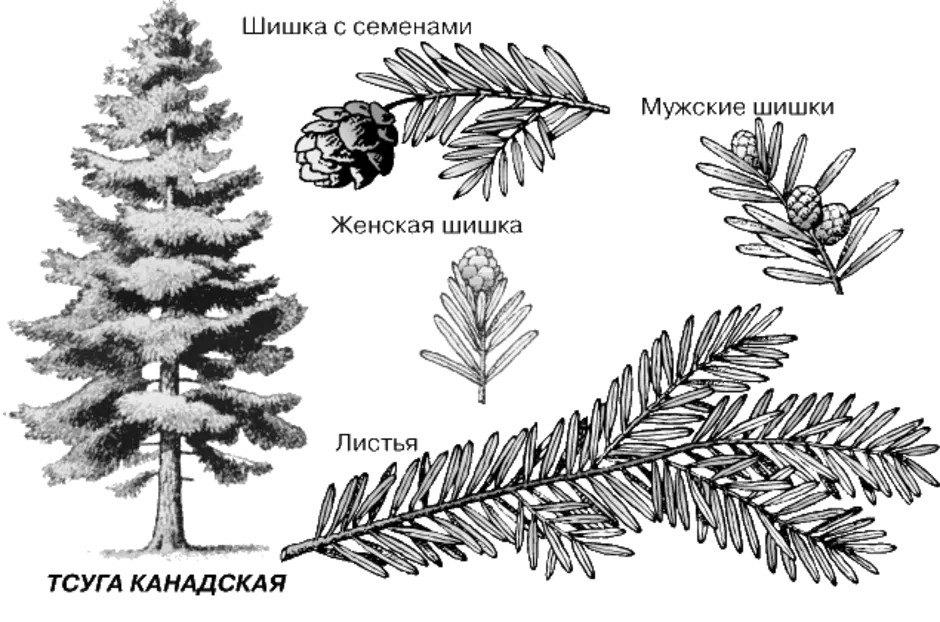 Хвойное растение схема. Тсуга канадская дерево. Тсуга и пихта. Тсуга канадская сосна. Тсуга канадская видовая норма.