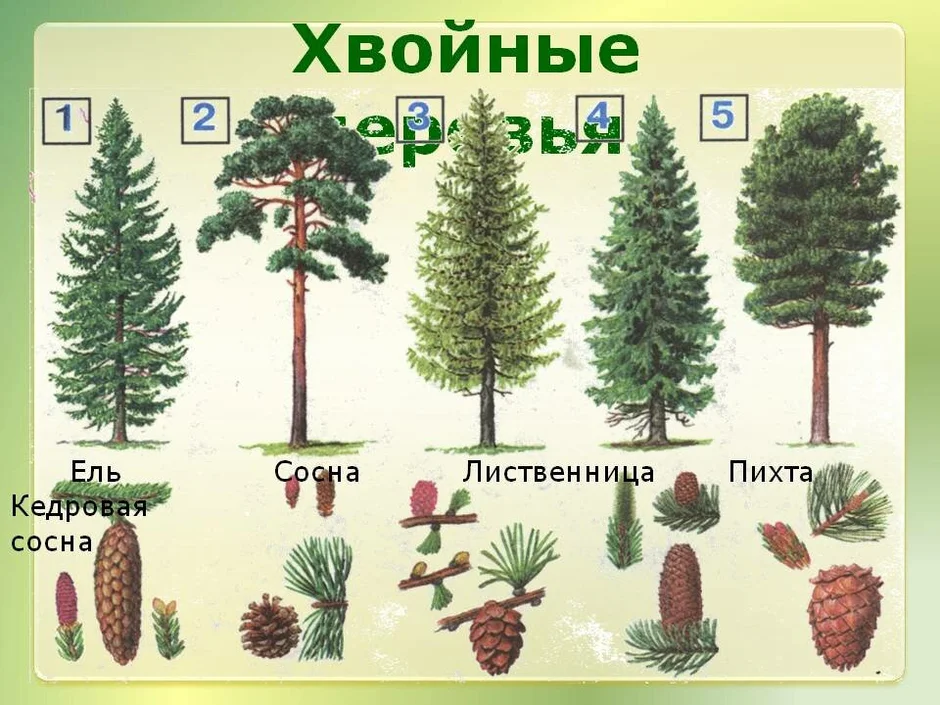 Отметь рисунки которые соответствуют содержанию текста про сосну