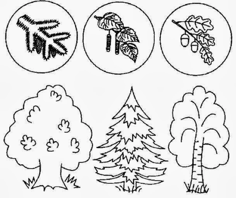 Деревья хвойные и лиственные картинки для детей