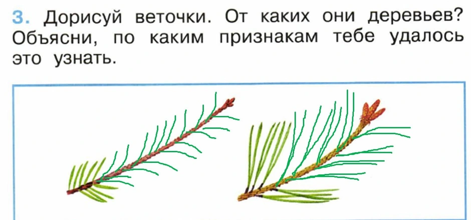 Окружающий мир 1 класс хвойные деревья презентация 1 класс