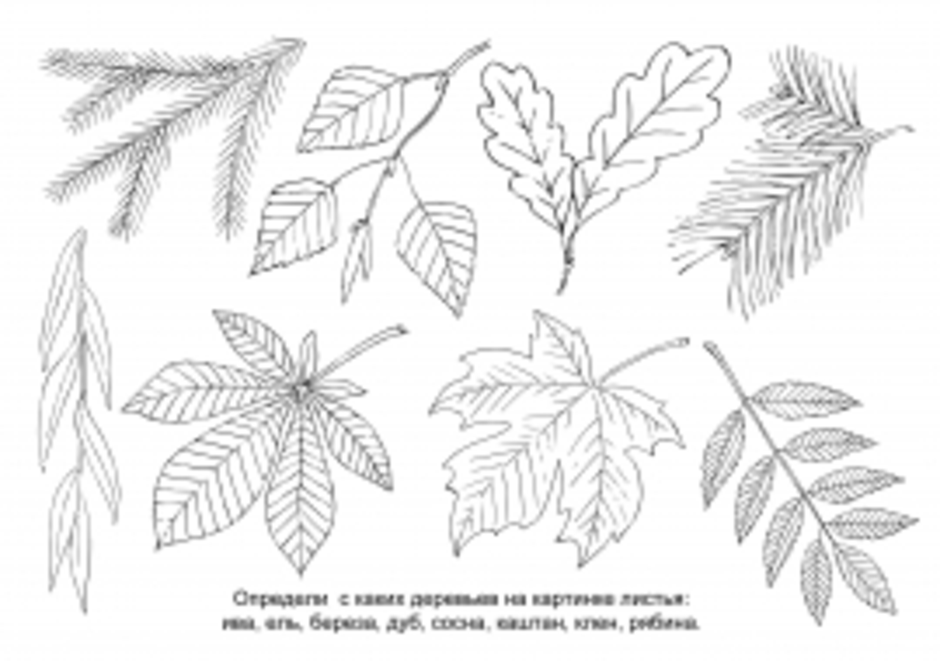 Листья хвойные и лиственные